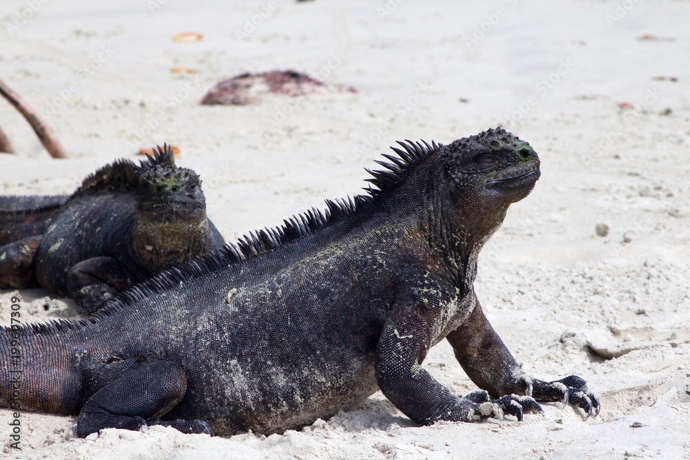 Marine Iguana from Galapagos Marine Iguana from Galapagos