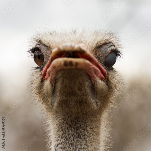 winking ostrich animal portrait