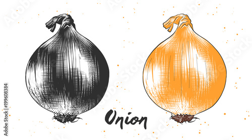 Vector engraved style illustration for posters, decoration and print. Hand drawn sketch of onion in monochrome and colorful. Detailed vegetarian food drawing.