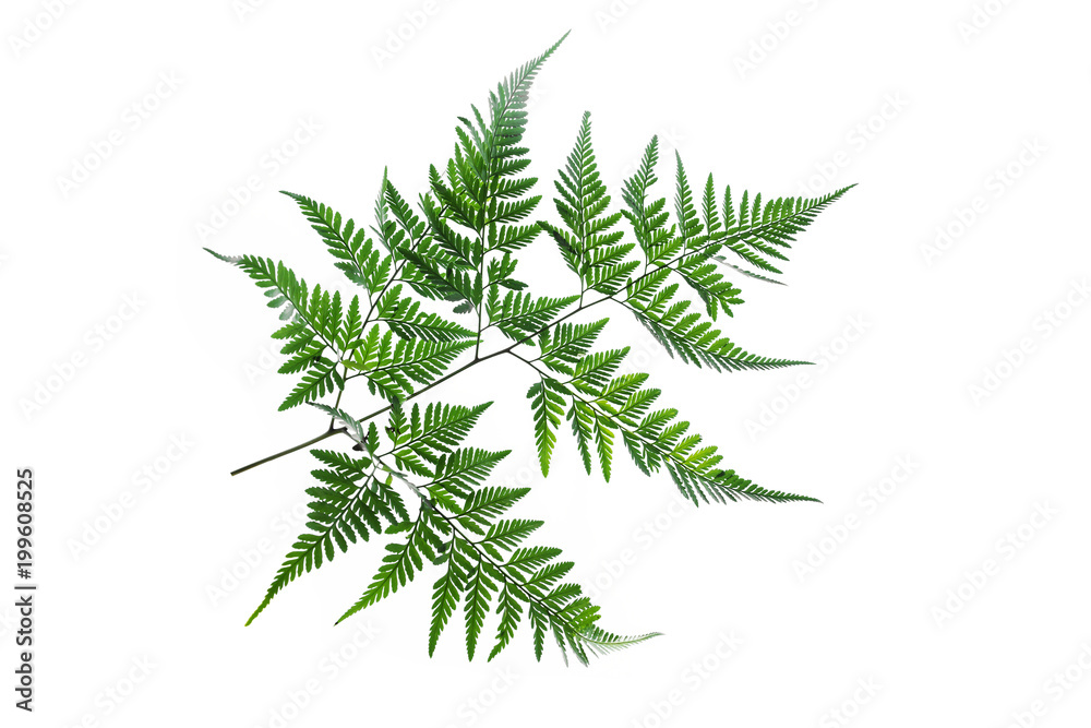 Fern leaf isolated Fern leaf isolated