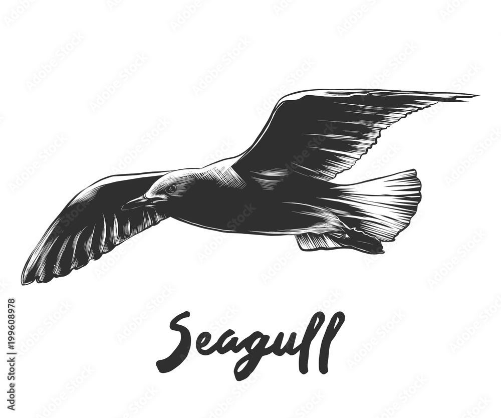 Naklejka premium Vector engraved style illustration for posters, decoration and print. Hand drawn sketch of seagull in monochrome isolated on white background. Detailed vintage woodcut style drawing.