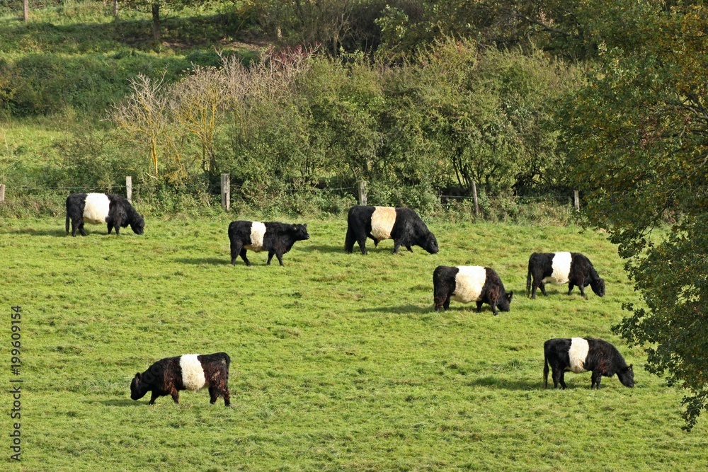Belted Galloways auf der Weide mit Abweichler Belted Galloways auf der Weide mit Abweichler