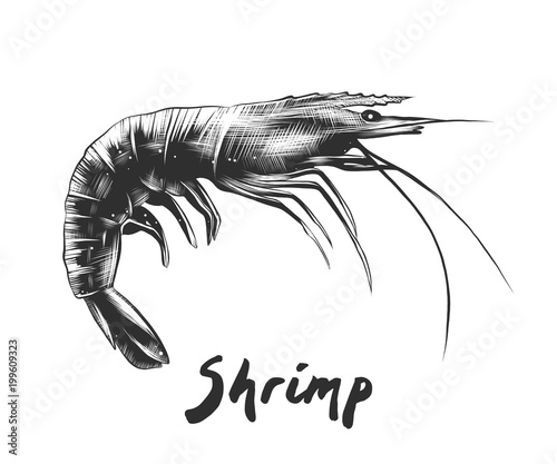 Vector engraved style illustration for posters, decoration and print. Hand drawn sketch of shrimp in monochrome isolated on white background. Detailed vintage woodcut style drawing.