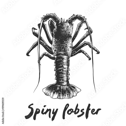 Vector engraved style illustration for posters, decoration and print. Hand drawn sketch of spiny lobster in monochrome isolated on white background. Detailed vegetarian food drawing.