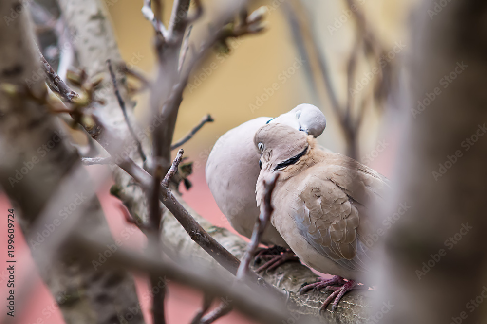 Naklejka premium Lovely turtle dove - elegant and beautiful