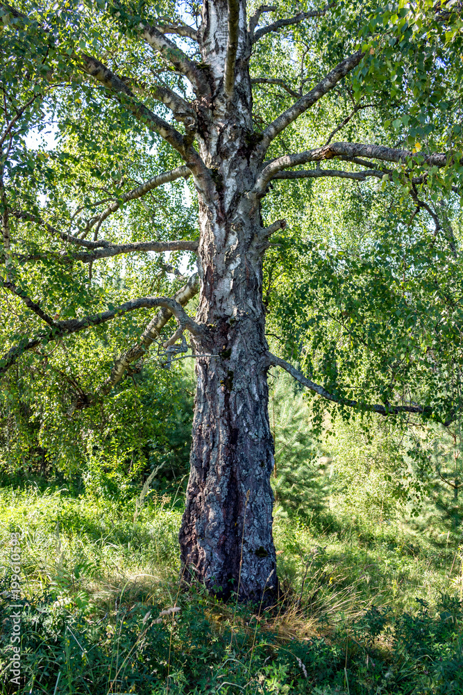 Fototapeta premium An old solitary birch on the edge of the forest in summer
