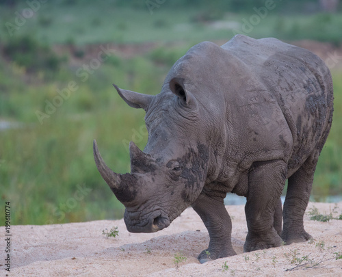 Rhino by Sands Rivers