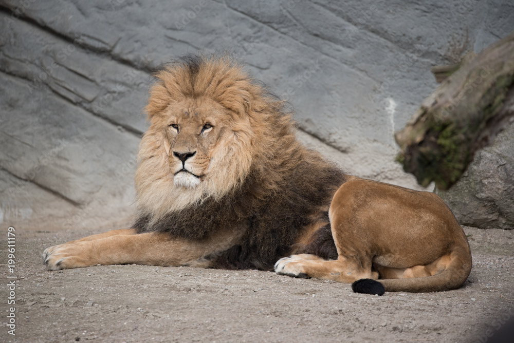 Portrait eines Löwen