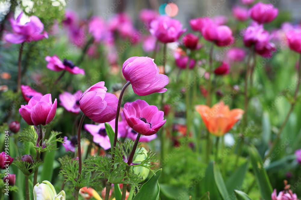 pink anemones on a bed