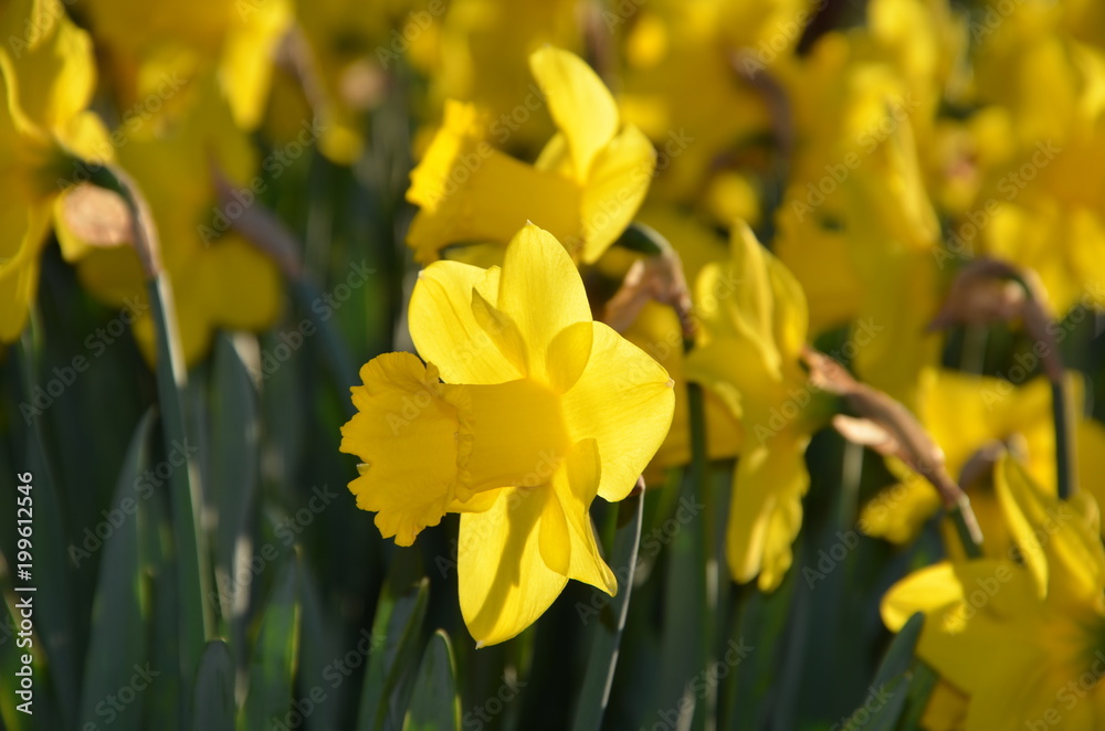 jonquilles jonquilles