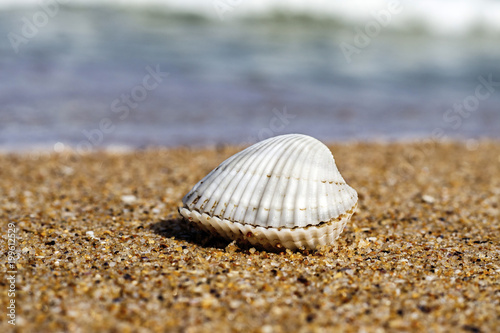 shell by the sea