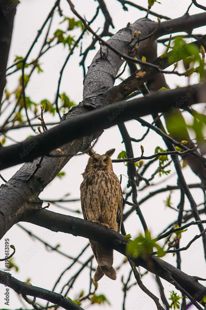 Naklejka premium Owl on tree