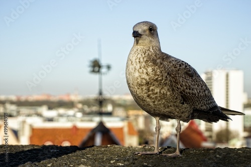 Seagull close up sat still on wall with city view behind. Shot in Tallinn Estonia eastern europe. © photoexpert