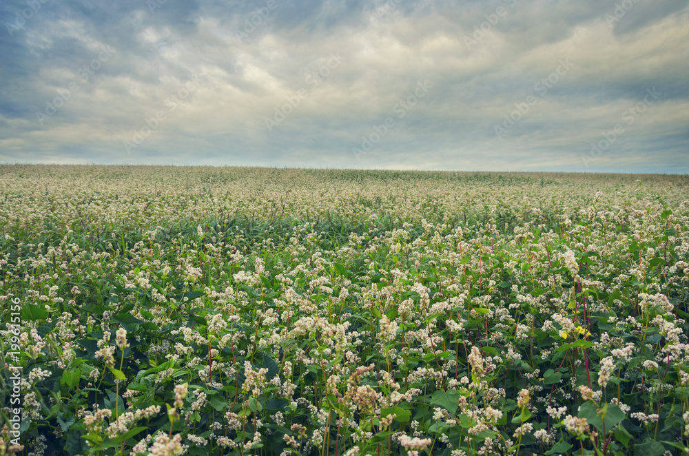 Blooming flowers of buckwheat growing in the field on a background of cloudy dark sky. Blooming flowers of buckwheat growing in the field on a background of cloudy dark sky.