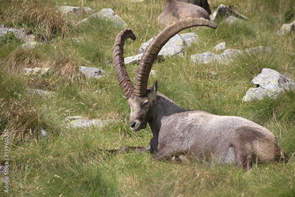 Old steinbock resting on the grass, Alps Orobie, Italy, Lombardy Old steinbock resting on the grass, Alps Orobie, Italy, Lombardy