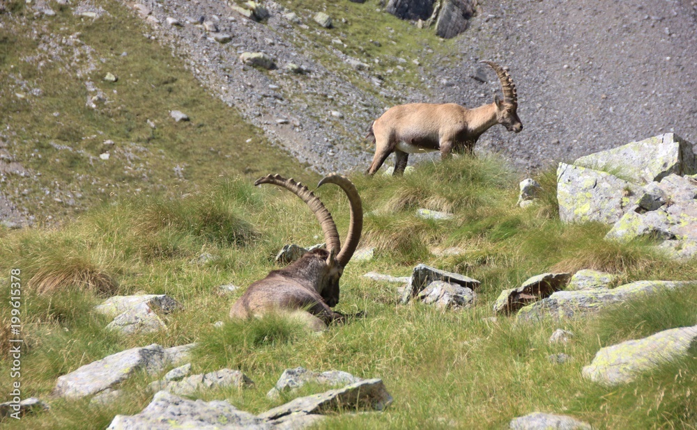 Old steinbock resting on the grass and young steinbock, Alps Orobie, Italy, Lombardy Old steinbock resting on the grass and young steinbock, Alps Orobie, Italy, Lombardy