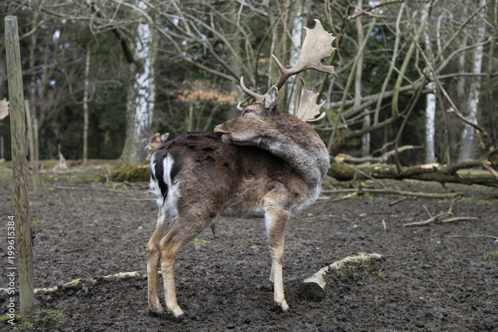Hirsch mit Hirschgeweih