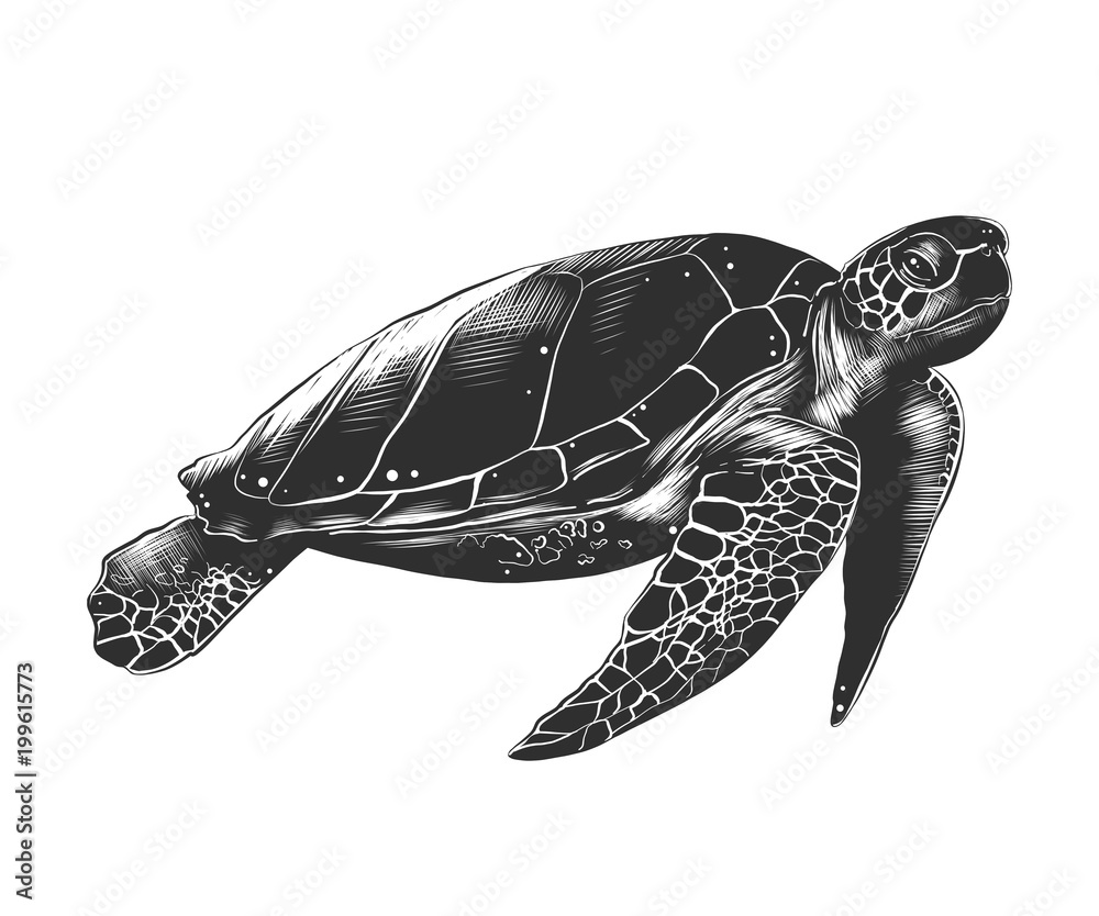 Obraz premium Grawerowany styl ilustracji wektorowych do plakatów, dekoracji i druku. Ręcznie rysowane szkic żółwia w trybie monochromatycznym na białym tle. Szczegółowy rysunek w stylu vintage drzeworyt.