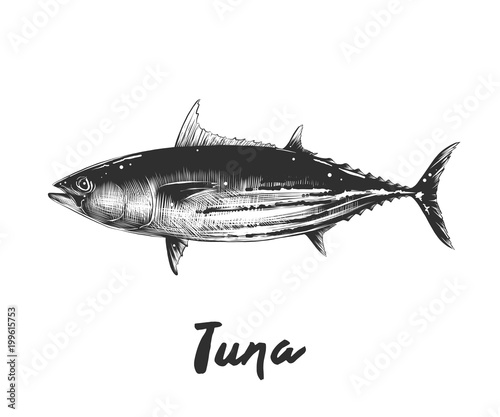 Vector engraved style illustration for posters, decoration and print. Hand drawn sketch of tuna fish in monochrome isolated on white background. Detailed vintage woodcut style drawing.