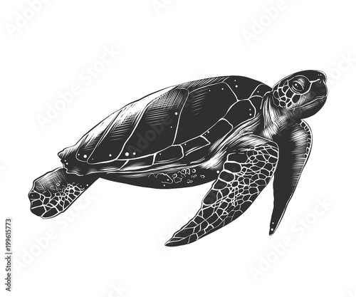 Vector engraved style illustration for posters, decoration and print. Hand drawn sketch of turtle in monochrome isolated on white background. Detailed vintage woodcut style drawing.