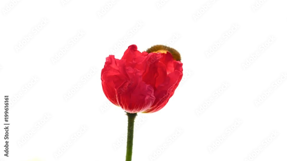 Tokyo,Japan-April 6, 2018:Time lapse of opening wild poppy flower on pure white background Tokyo,Japan-April 6, 2018:Time lapse of opening wild poppy flower on pure white background