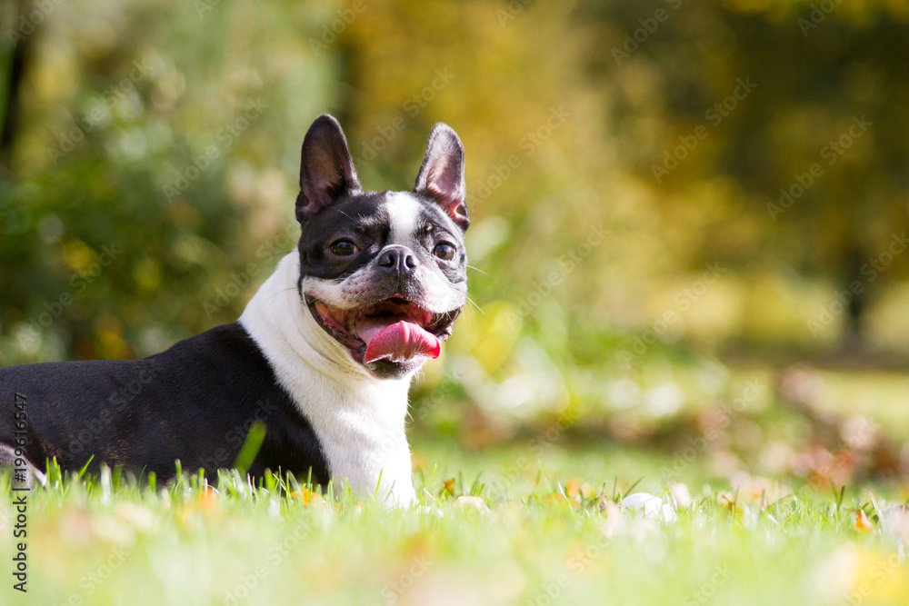 Boston terrier dog in green park. 