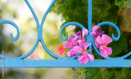Pink flowers of pelargonium species grow out of a light blue wrought iron fence 