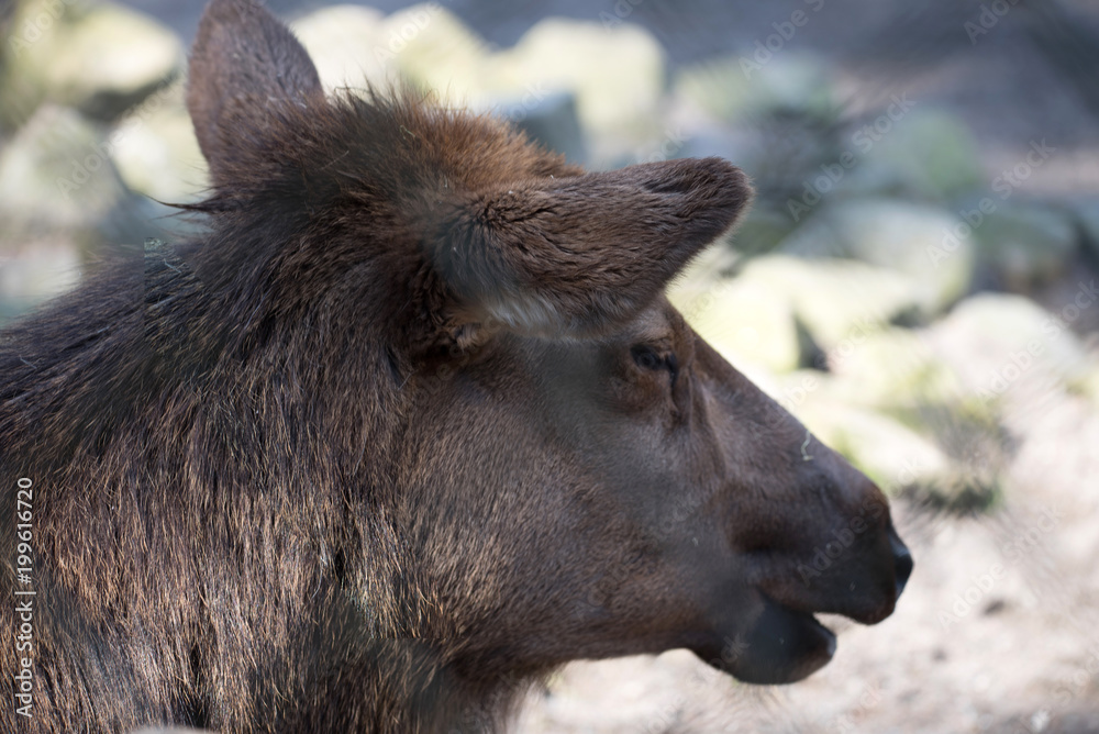 Fototapeta premium Alpaka