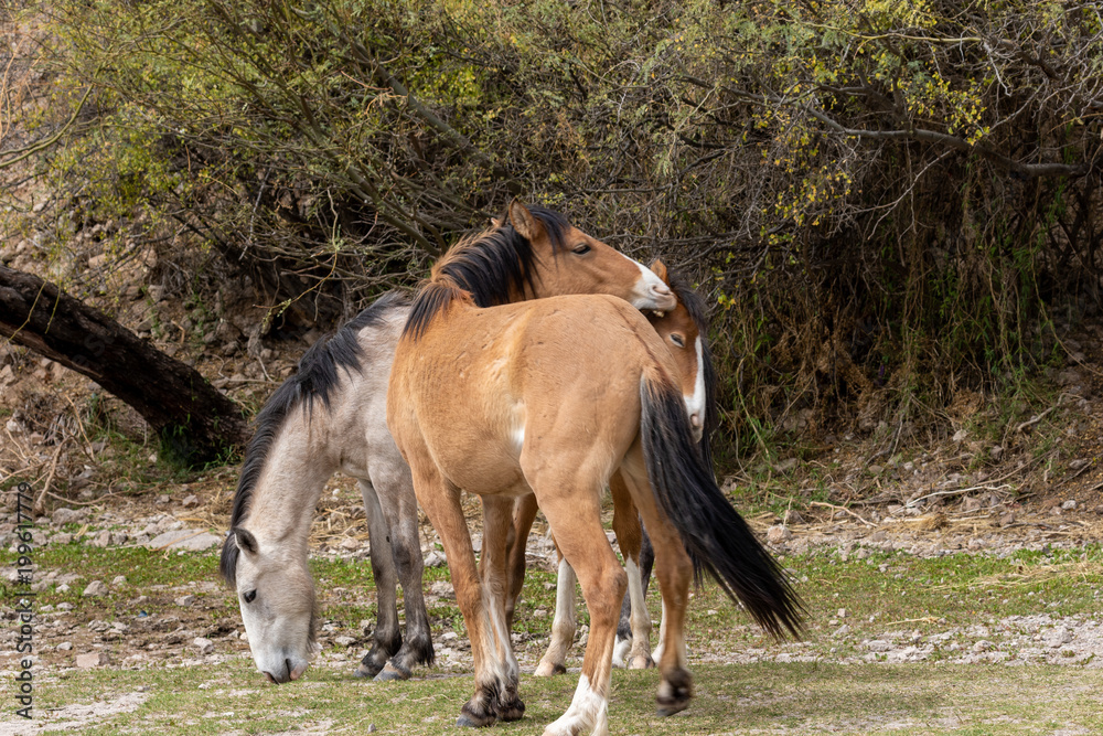 Pair of Wild Horses Fighting in the Arizona Desert Pair of Wild Horses Fighting in the Arizona Desert