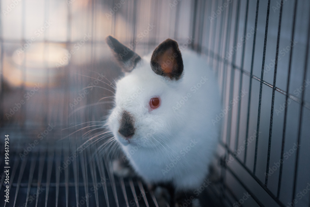 Obraz premium Himi Netherland Dwarf