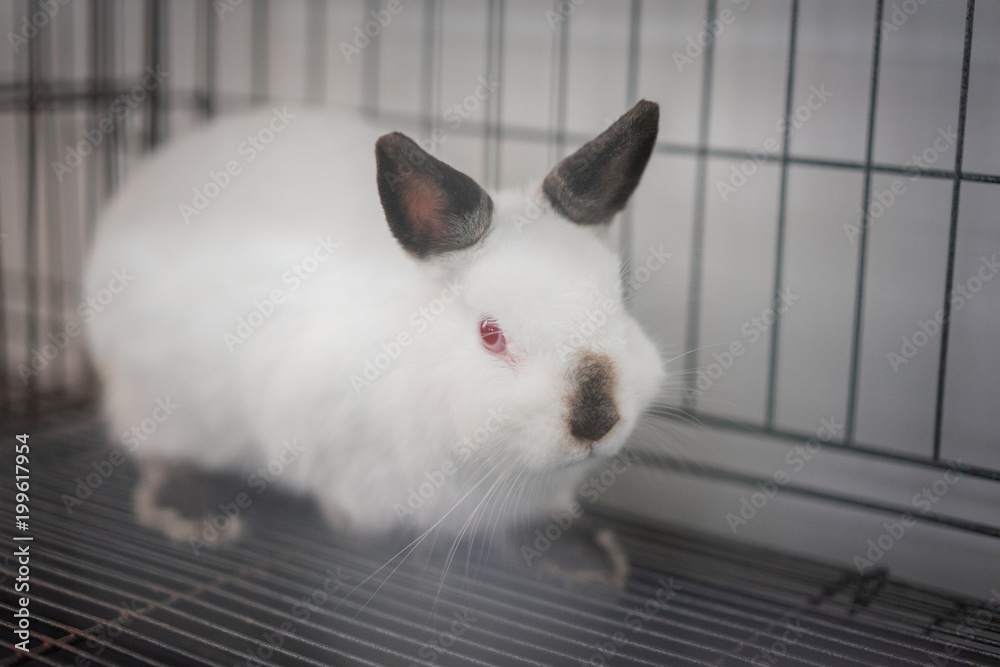 Obraz premium Himi Netherland Dwarf