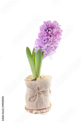 lilac hyacinth on white background