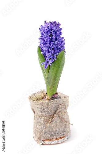 blue hyacinth on white background