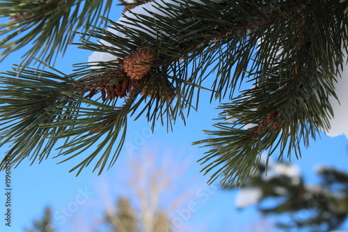 Pine tree branch with cones on blue sky background in snowy winter.