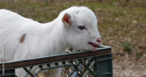 Baby Goat Bleating in Basket
