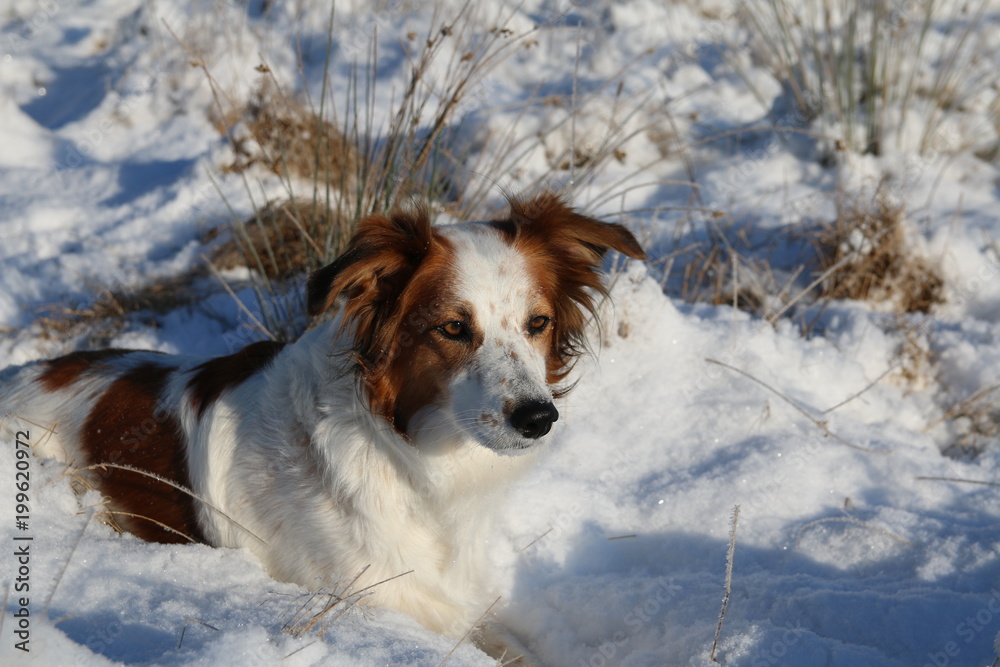 Leila Im Schnee