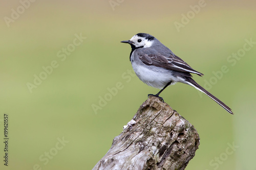Wagtail sitting on the old dry branch