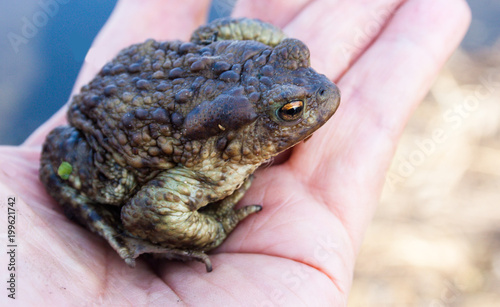 Frog on the hand. Candid, copy space.