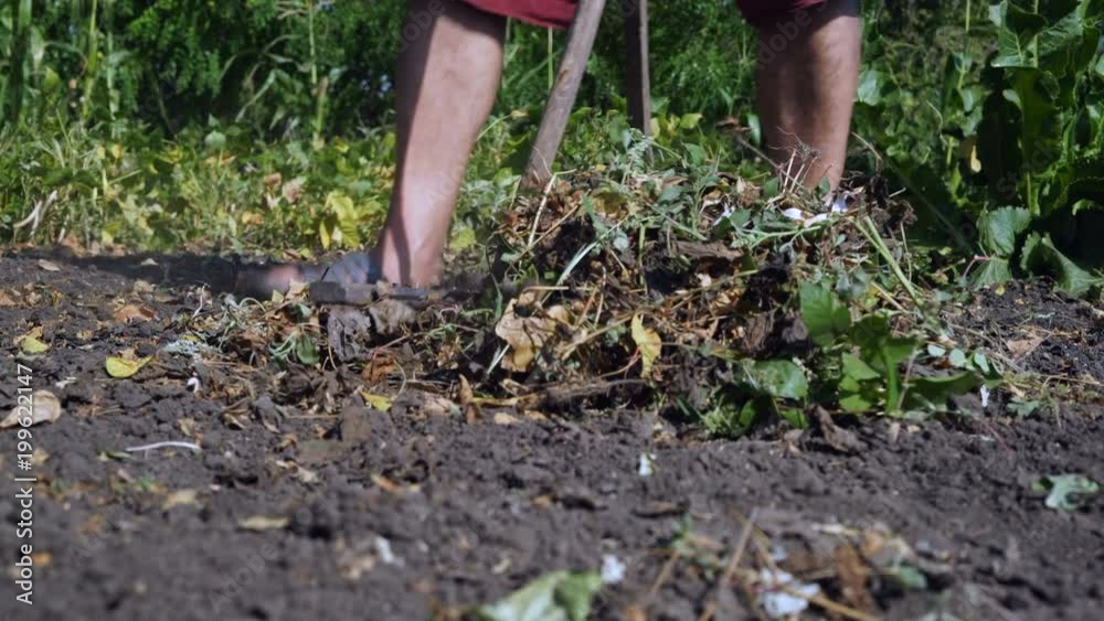 Close-up Plan, Village Resident Harps Weed on the Garden with Rough Assistance Close-up Plan, Village Resident Harps Weed on the Garden with Rough Assistance