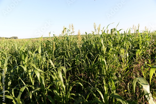 Billede på lærred arreo por sorgo