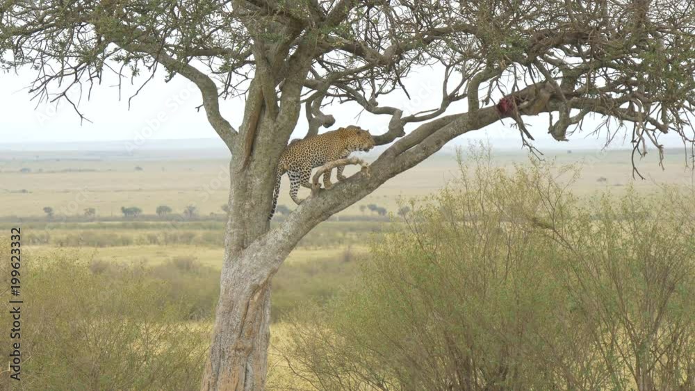 Leopard standing in a tree and watching its prey Leopard standing in a tree and watching its prey