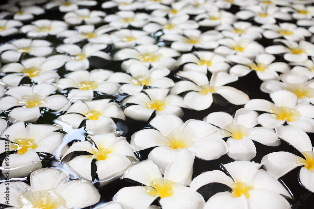 A lot of white orchids with yellow centers on a water background, protruding from a pool of clear water A lot of white orchids with yellow centers on a water background, protruding from a pool of clear water