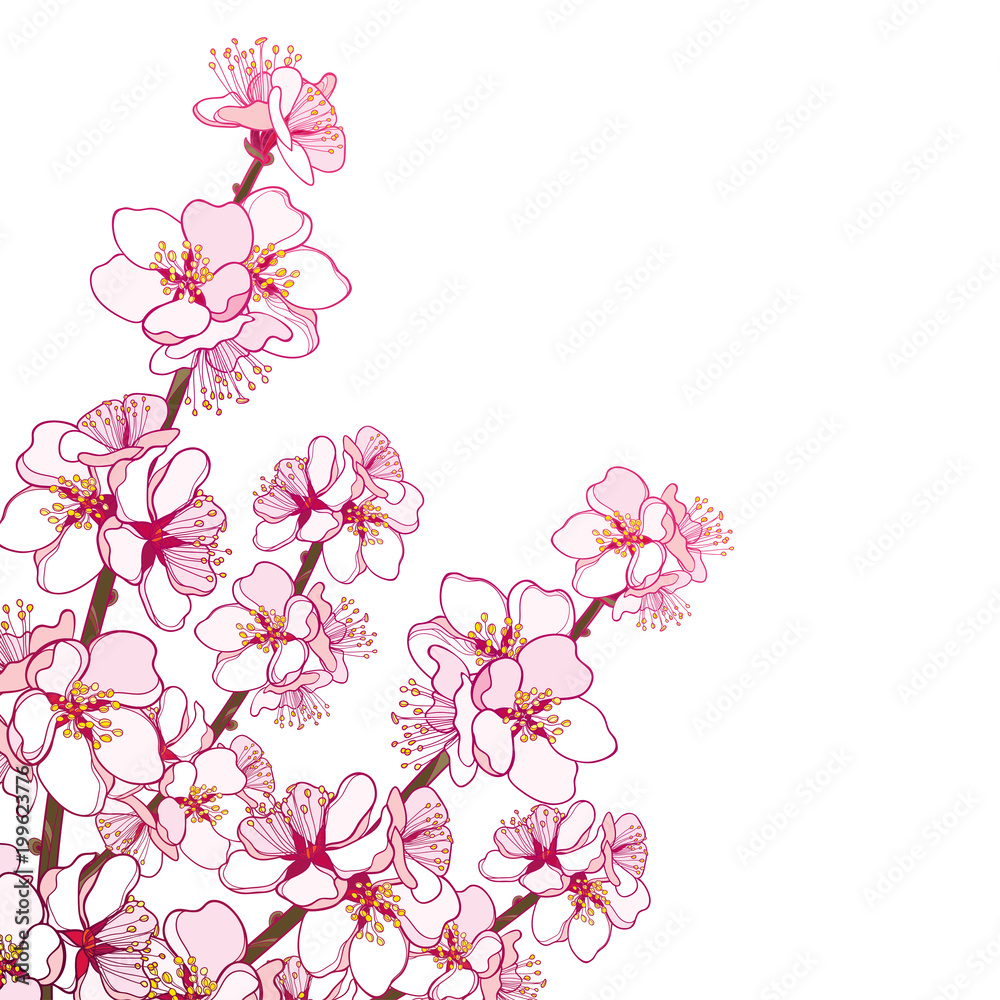 Vector corner bouquet with outline blooming Apricot flower bunch in pastel pink isolated on white background. Ornate blossom branch of Apricot flowers in contour style for spring design. Vector corner bouquet with outline blooming Apricot flower bunch in pastel pink isolated on white background. Ornate blossom branch of Apricot flowers in contour style for spring design.