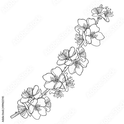 Vector branch with outline blooming Apricot flower bunch in black isolated on white background. Ornate blossom twig of Apricot flower in contour style for spring design and coloring book.