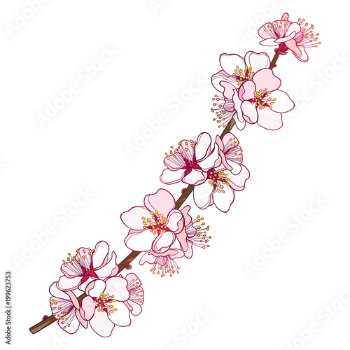Vector branch with outline blooming Apricot flower bunch in pastel pink isolated on white background. Ornate blossom twig of Apricot flowers in contour style for spring design.