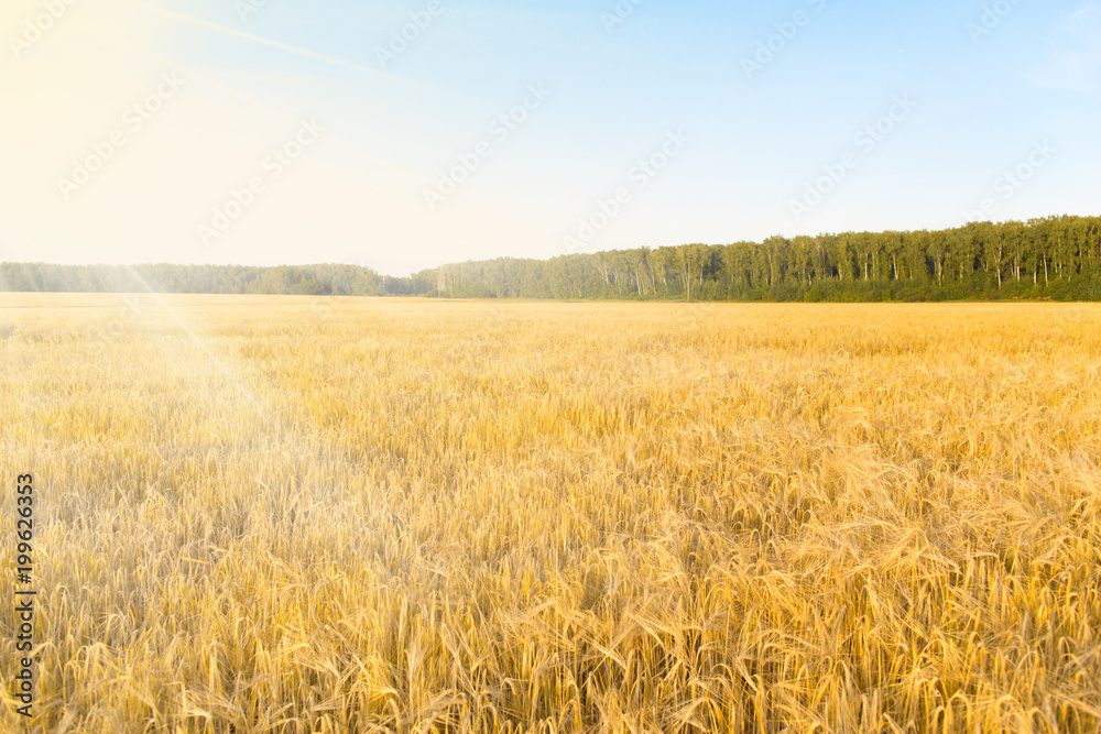 Rural landscape with a field of grain 