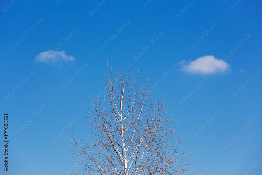 a birch tree without leaves against a blue sky and two white clouds on either side of the tree a birch tree without leaves against a blue sky and two white clouds on either side of the tree