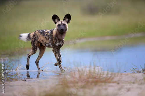 African Wild Dog, Lycaon pictus, walking in water, staring directly at camera. African wildlife photography, low angle photo, colorful light. Selfdrive safari in Moremi, Okavango delta, Botswana.