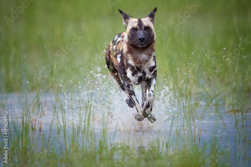 African Wild Dog, Lycaon pictus, running in the splashing water directly at camera.   African wildlife photography, low angle and colorful light. Moremi national park, Okavango delta, Botswana.