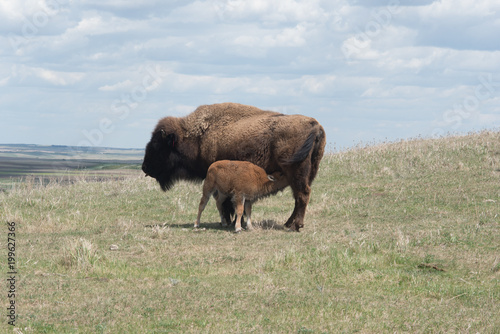 buffalo feeding its calf